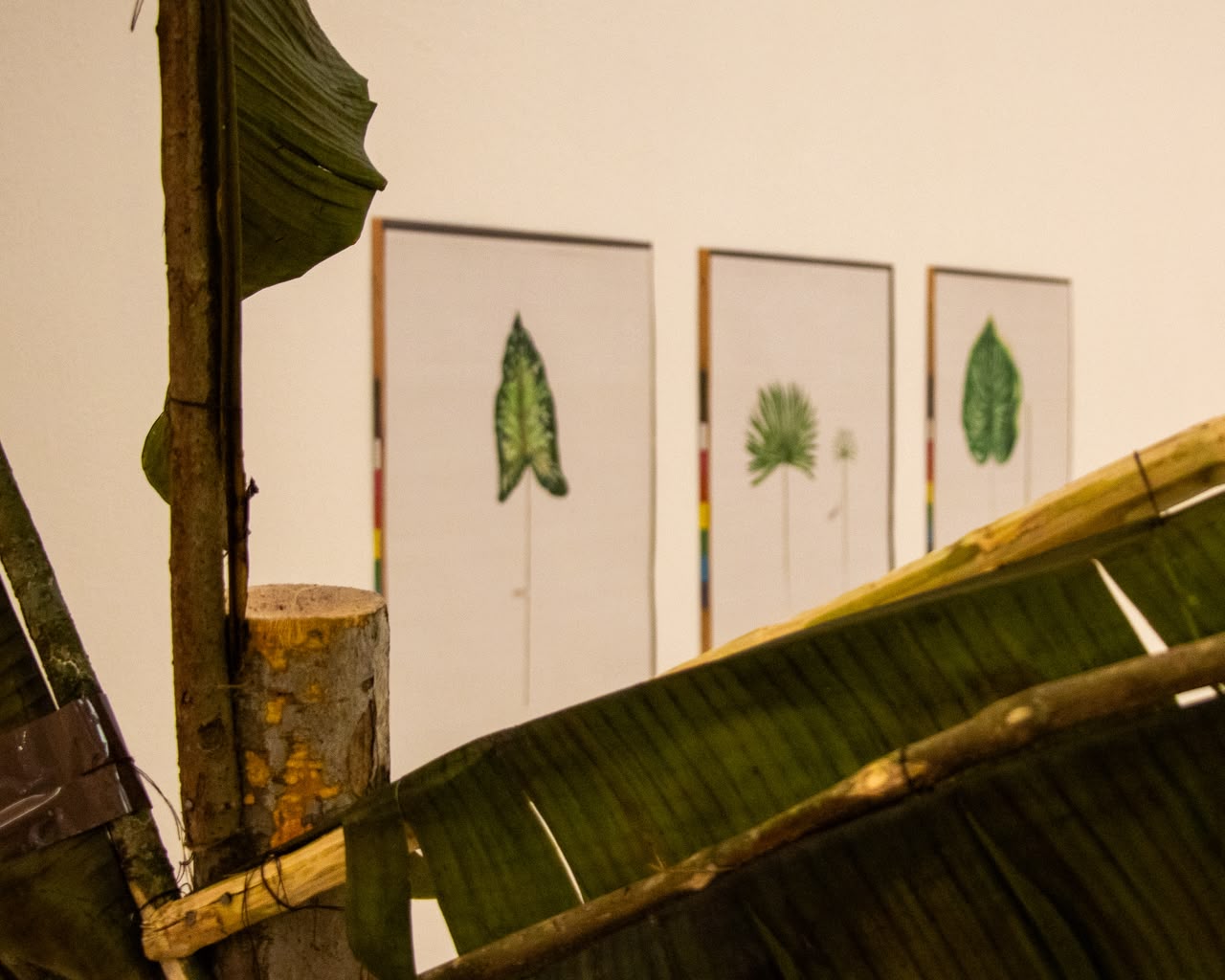 Detalle de una palmera de hoja de banano con tres láminas botánicas al fondo.